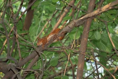 Squirrel on the high branches of a tree Stock Photos