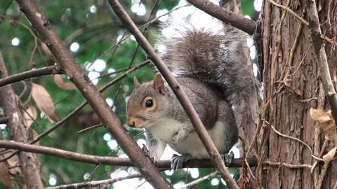 Squirrel high up in tree  Stock Footage 113045635
