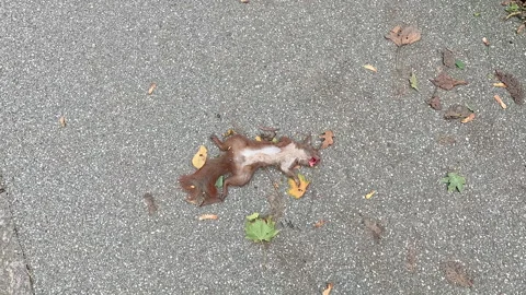 A squirrel hit on the road. Dead squirrel on the asphalt. Stock Footage 271575453