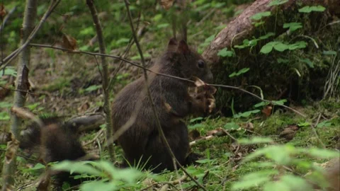 Squirrel holding and shredding a pine cone on the forest ground Stock Footage 322216530