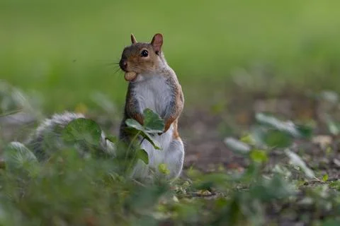 Squirrel holding a nut in grassy park Stock Photos