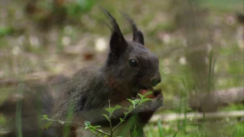Squirrel holding a nut in its tiny paws while preparing to eat Stock Footage 322216591
