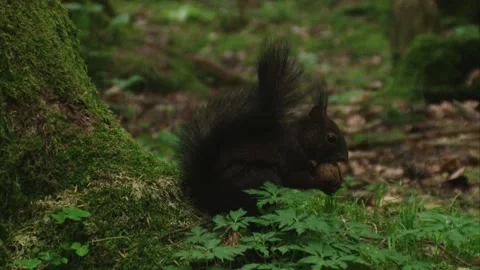 Squirrel holding a nut in its tiny paws while preparing to eat Stock Footage 322216664