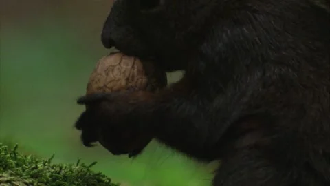 Squirrel holding a nut in its tiny paws while preparing to eat Stock Footage 322216688