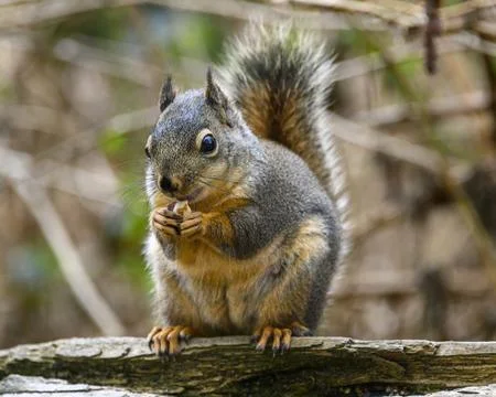 Squirrel holding nut in a natural setting during daylight in a serene envir.. Stock Photos