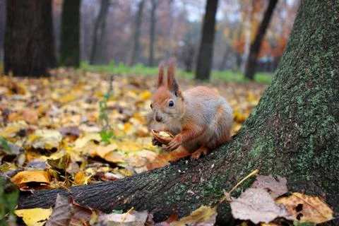 Squirrel holding a nut Stock Photos