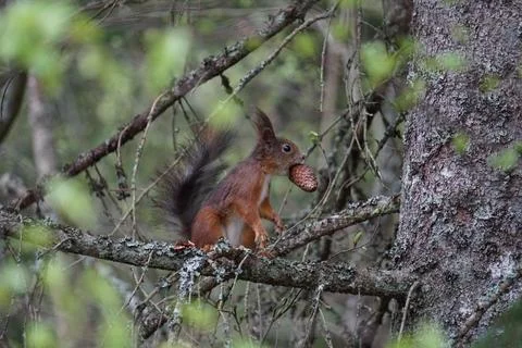 Squirrel Holding Pine Cone on Tree Branch in Forest Stock Photos