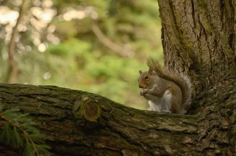 Squirrel Holding A Walnut In The Middle Of The Forest Stock Photos
