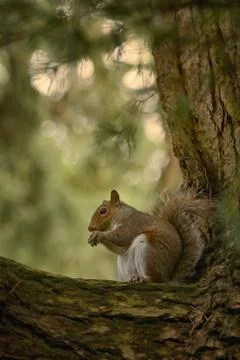 Squirrel Holding A Walnut In The Middle Of The Forest Stock Photos