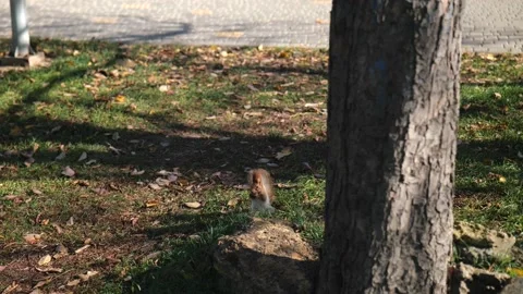The squirrel holds a nut in its paws and tries to crack Stock Footage 221435790