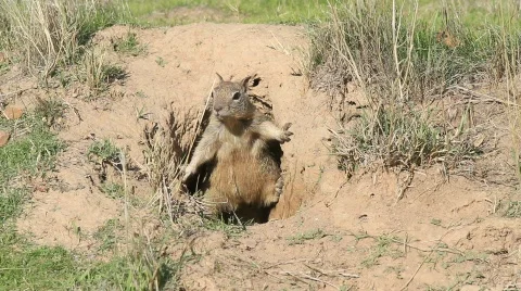 Squirrel Hole Close Up Stock Footage 554102