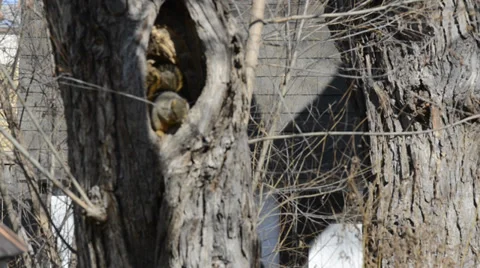 Squirrel in hollow of Tree Stock Footage 33822004