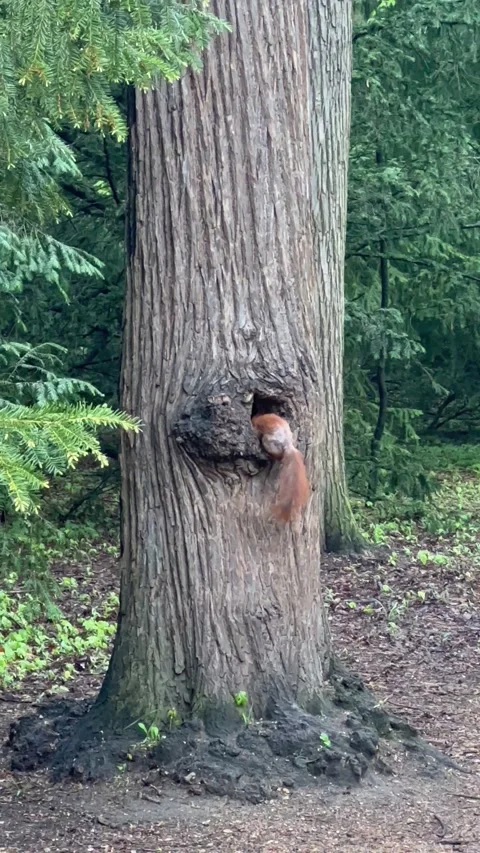 Squirrel in the hollow of a tree Stock Footage 239986308