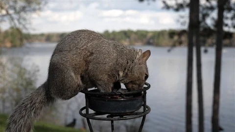 Squirrel hops down from feeder. Video stock 123446328