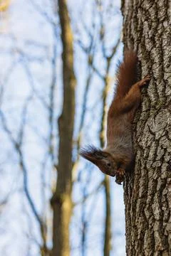 Squirrel hops down a tree while holding a nut in a forest during daytime Stock Photos