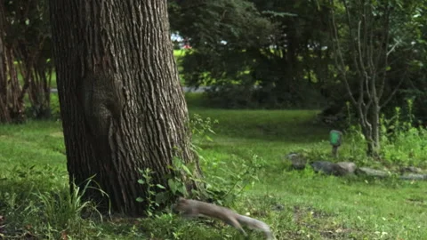 Squirrel Hops By Frame On Loop Video stock 162269743