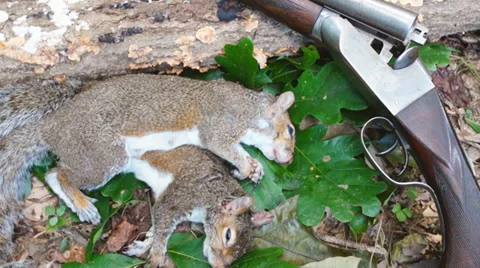 Squirrel Hunting Stock Footage 29664967