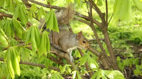 Squirrel in Hyde Park-London Stock Footage 23313688