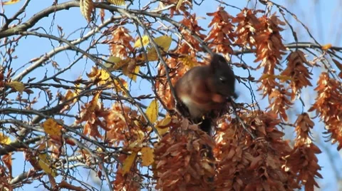 Squirrel II Stock-Footage 7760418
