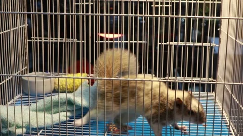 Squirrel inside cage at pet market display Stock Footage 337494729
