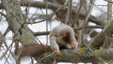Squirrel intensively scratchs itself, lose one's balance, then gets up Видео 73502485