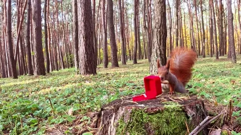 Squirrel interacting with red jewelry box in autumn forest Stock Footage 320429181