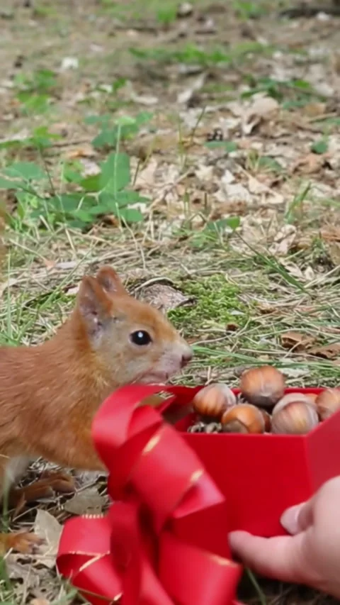 Squirrel investigating Valentine gift presentation on forest ground Stock Footage 314057899