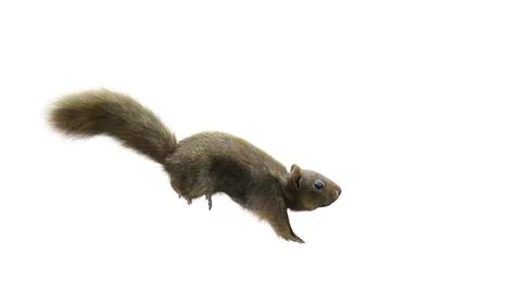 Squirrel Isolated white background running 01 写真素材