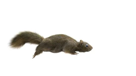 Squirrel Isolated white background running 02 Photos