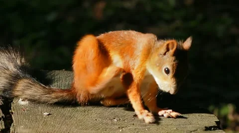 Squirrel itching Vídeo Stock 11563926