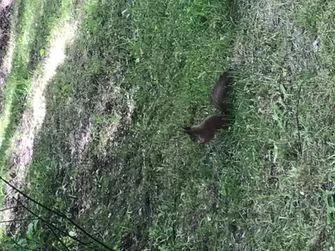 Squirrel in its natural environment Stock Photos