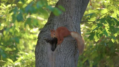 A Squirrel Joyfully Playing on a Tree Branch in the Heart of a Lush and Vibrant Stock-Footage 315646079