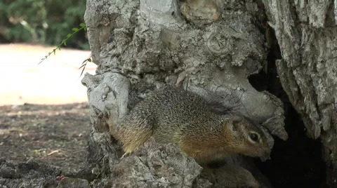 Squirrel jump Stock Footage 718968