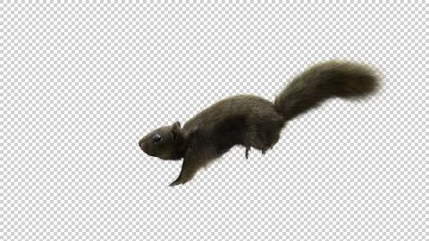 Squirrel JUMP Hires Alpha Stock Illustration