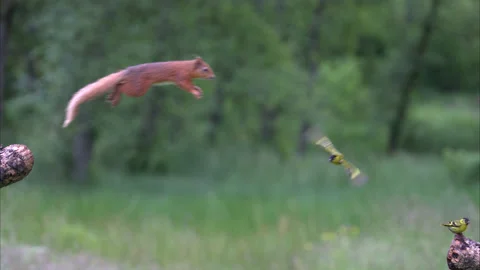 Squirrel Jump Slow Motion Stock Footage 199817733