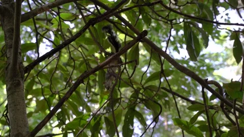 Squirrel jump on the tree Stock Footage 136714846