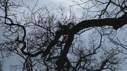 Squirrel jump tree Stock Footage 168870536