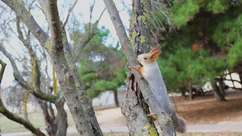 Squirrel jump tree Stock Footage 168870902