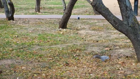 Squirrel jump tree. Stock Footage 198800283