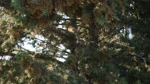 Squirrel jump tree Video stock 232916190