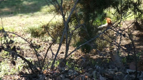 Squirrel jump tree Stock Footage 232916209