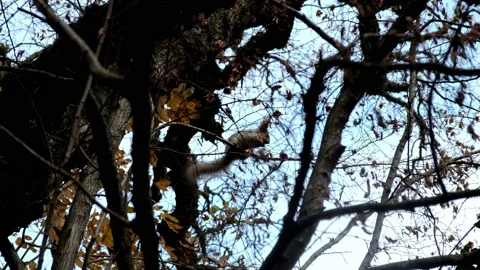 Squirrel jump view from below Stock Footage 193988093