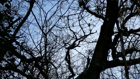 Squirrel jump view from below Stock Footage 232753861