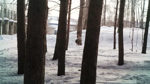 Squirrel jumping and flying from tree to tree in the park Stock Footage 61853096