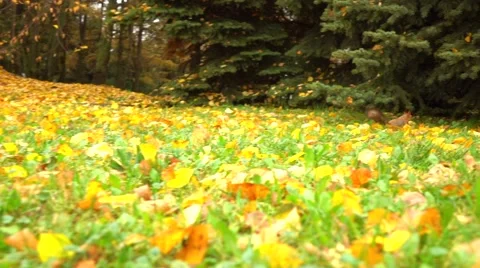 Squirrel jumping and hiding beneath fir tree. Autumn forest slow motion shot Stock Footage 68938063