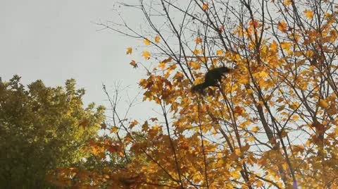 Squirrel jumping from branch to branch Stock Footage 12377407