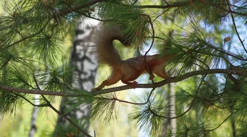 Squirrel jumping from branch in the Park Video stock 68141458