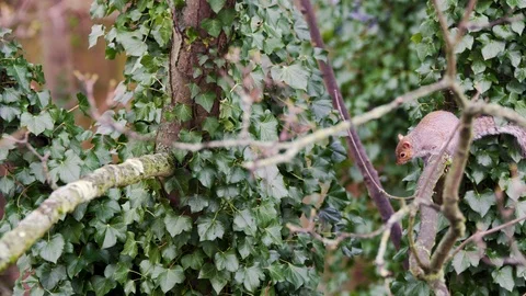 SQUIRREL JUMPING FROM BRANCH TO TREE Stock Footage 126516179
