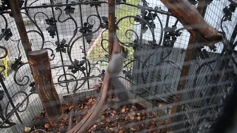 Squirrel jumping in a cage Stock Footage 120357046