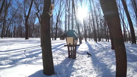 Squirrel jumping in the city forest Video stock 87266468